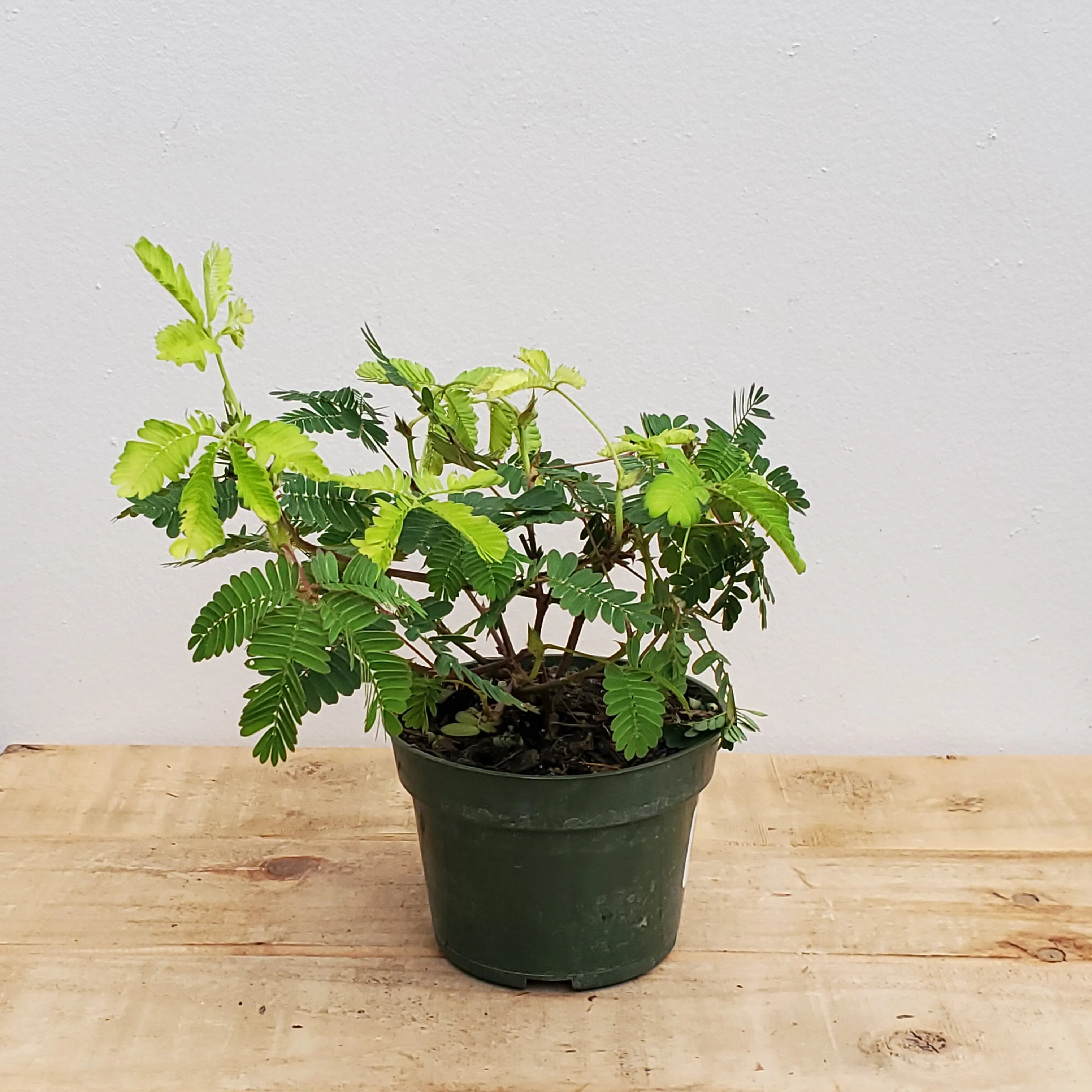 4" mimosa- sensitive plant