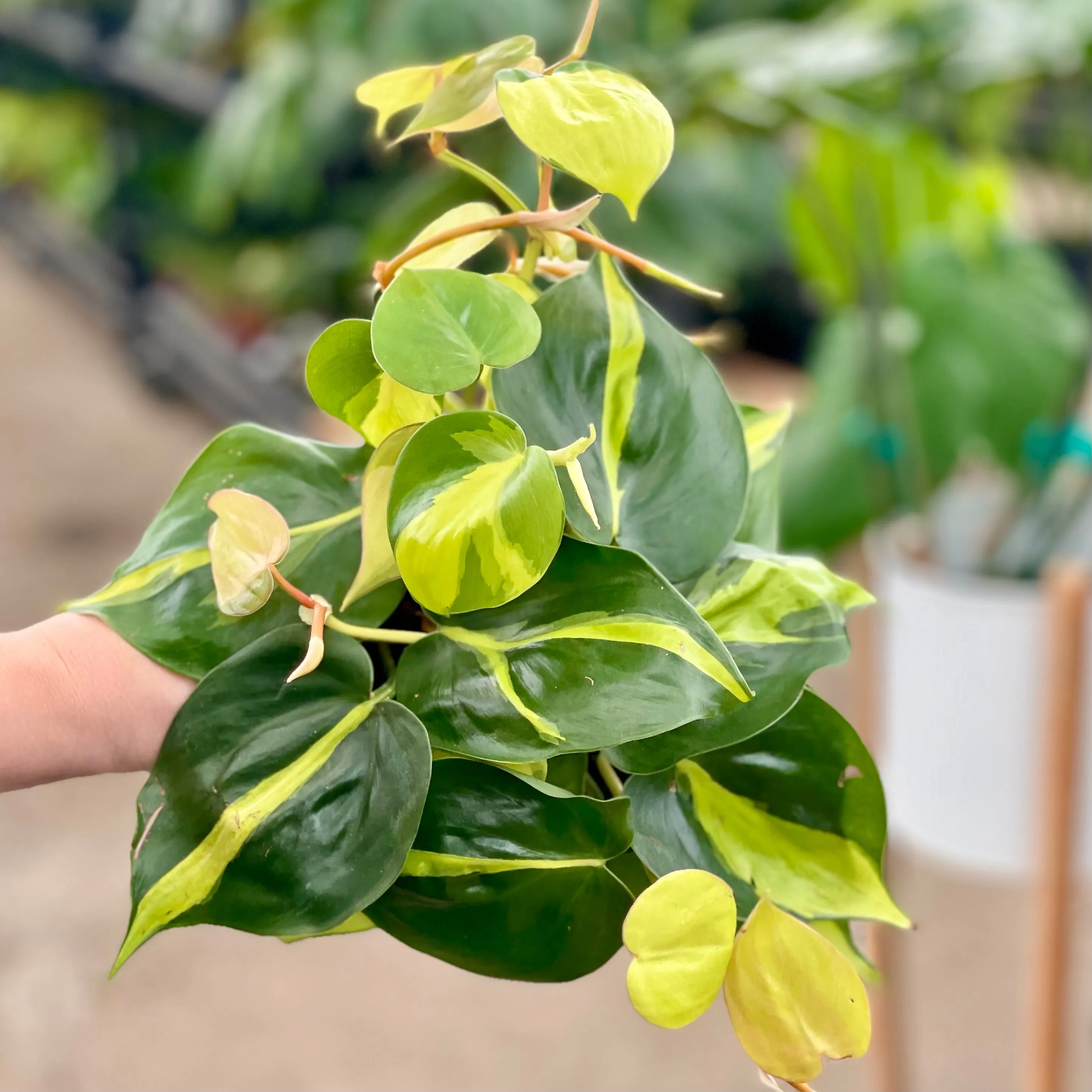 4" philodendron brasil