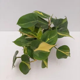 4" philodendron brasil